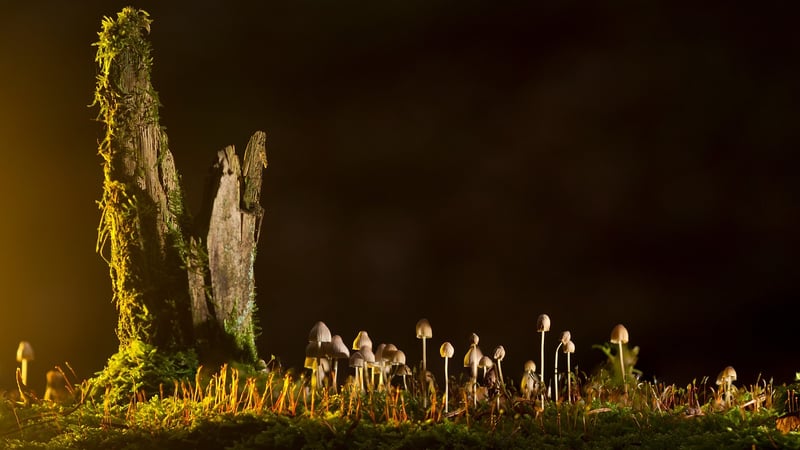 Fairy Ring Clearing